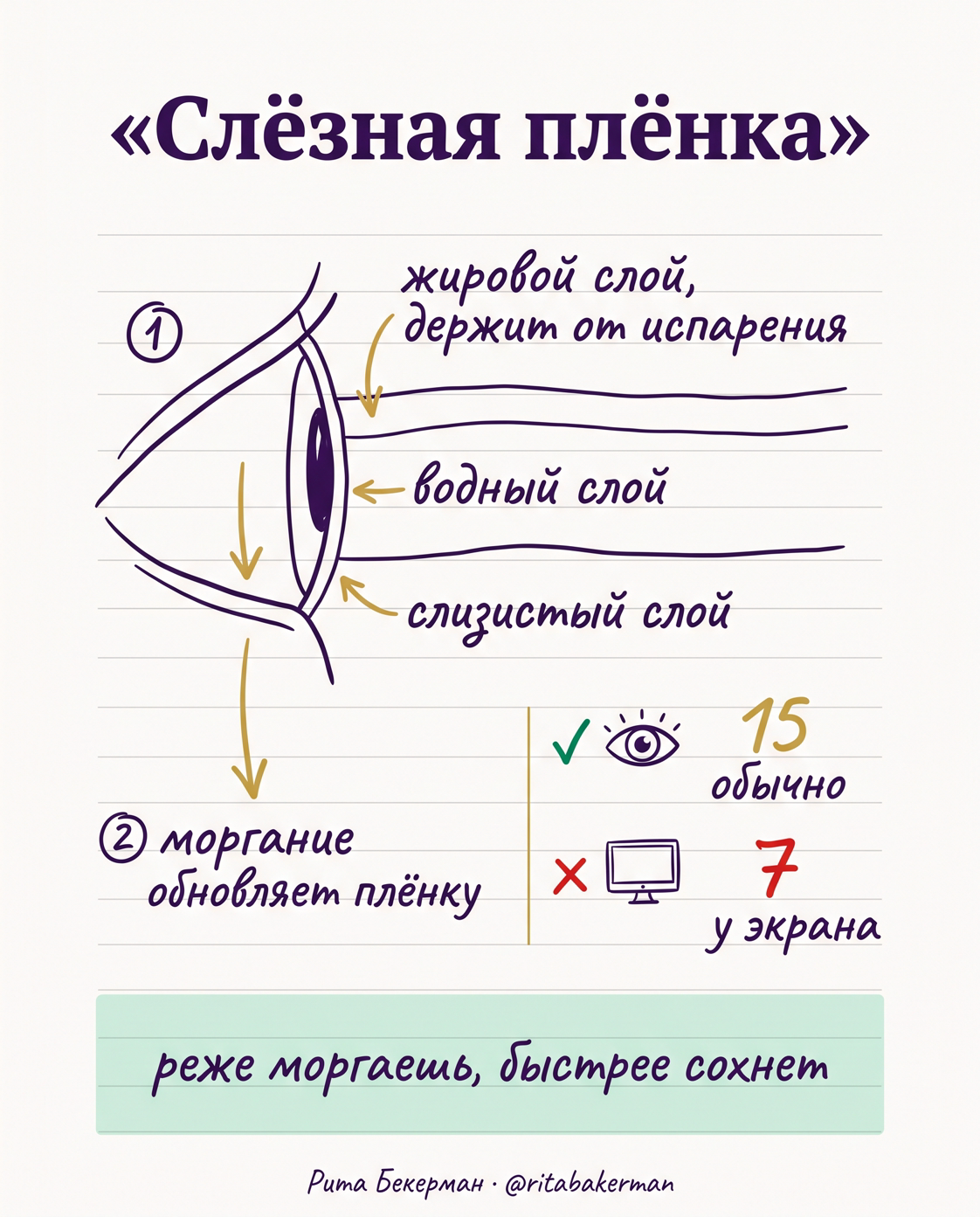 Слёзная плёнка: три слоя и что ломается у экрана