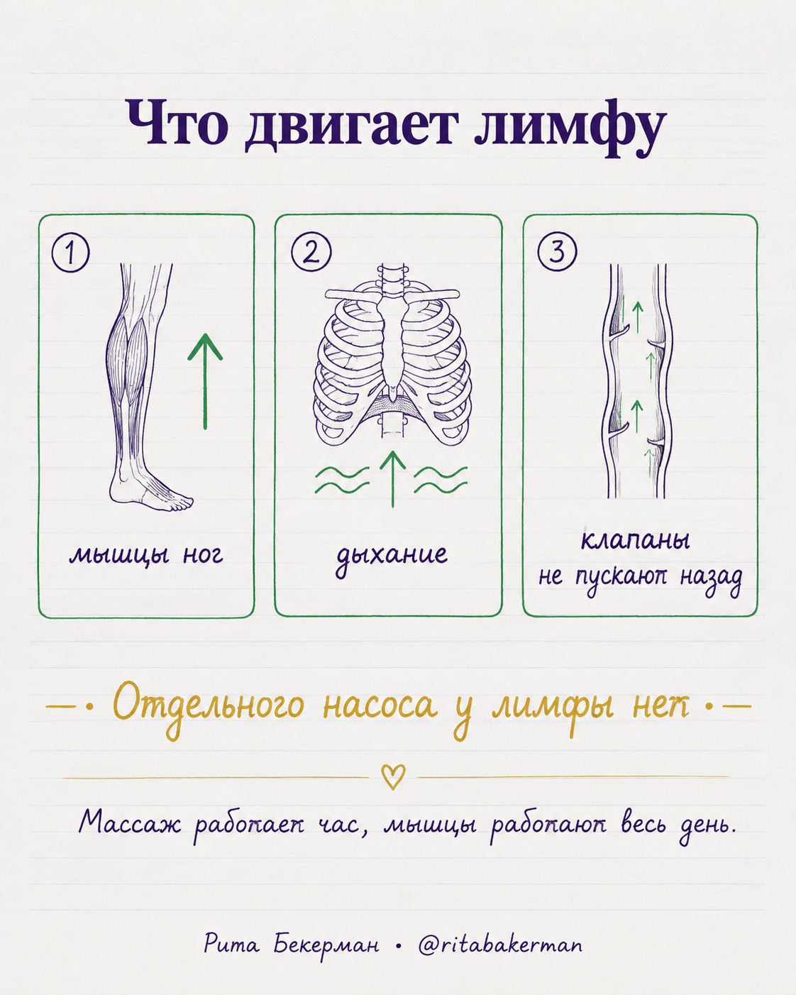 Три механизма движения лимфы