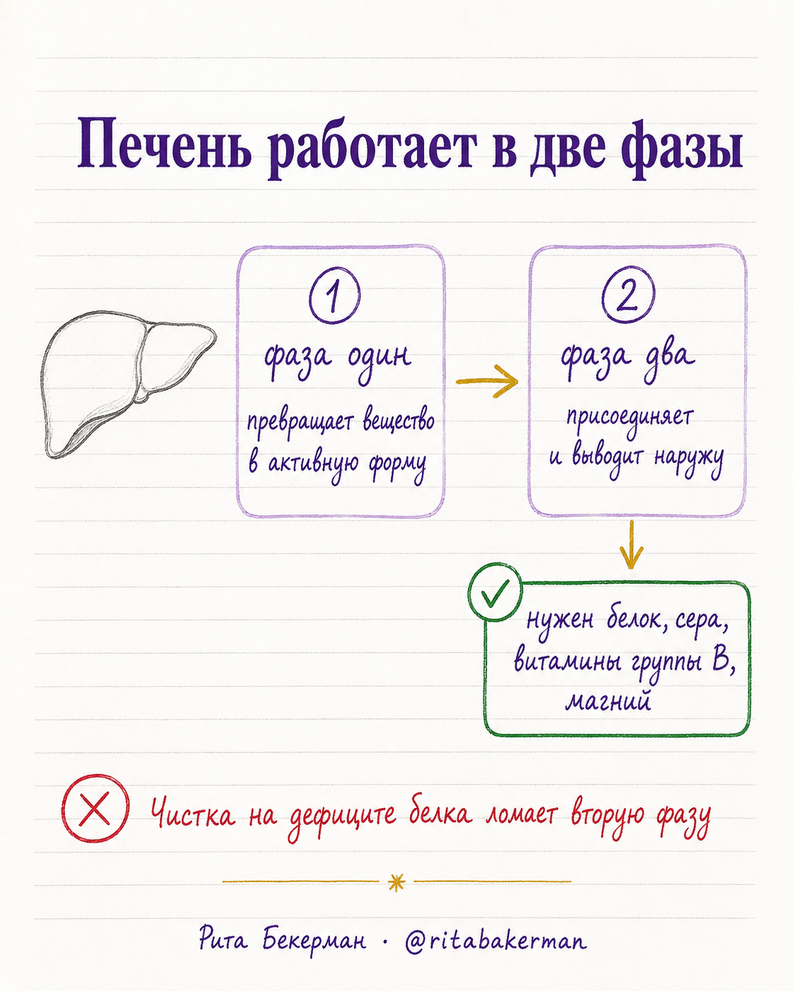 Две фазы работы печени