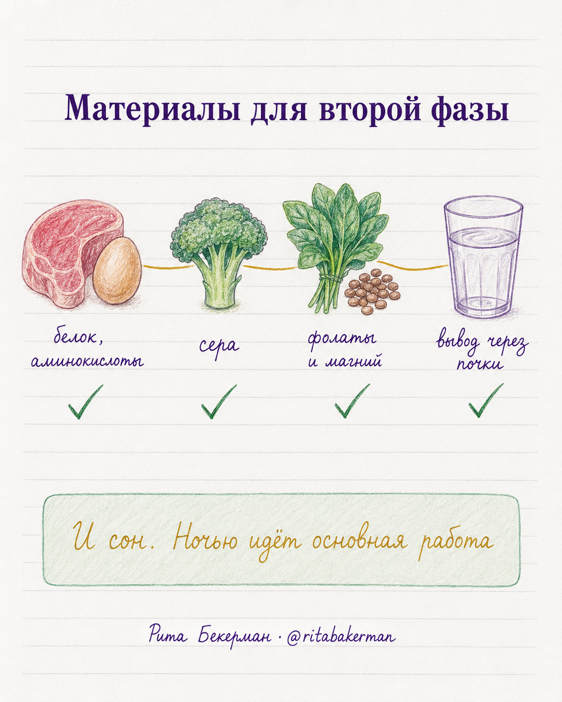 Чем поддержать вторую фазу печени